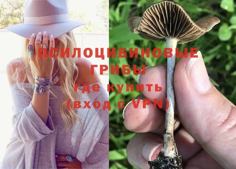 где купить наркотик  blacksprut ССЫЛКА  Псилоцибиновые грибы Cubensis  Нюрба 